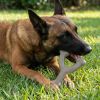USA-K9 Stars and Stripes Wishbone Nylon Dog Chew Toy for Aggressive Chewers