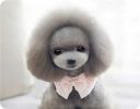 Lovely Pink Dog Collar With Pearl