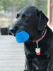 Space Capsule Dispenser™ - for Aggressive Chewers