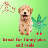 My Name is MJ, Cute Stuffed Parody Marijuana Leaf Dog Toy, Funny Squeaky Weed Toy, Cool Plush Novelty 420 Gift for Puppies & Small, Medium & Large Bre