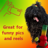 My Name is Bo da Bong, Funny Squeaky Weed Dog Toy, Cute Stuffed Parody Rasta Pot Bong, Cool Plush 420 Novelty Gift for Puppies & Small, Medium & Large