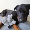 Steel Dog - Barnyard Buddy Donkey