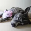 Steel Dog - Big Eyed Plush Unicorn