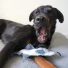 Steel Dog - Denim Chinook