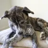 Steel Dog - Polka Dot Pal Elephant