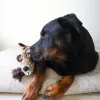 Steel Dog - Roper Prairie Beaver