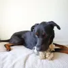 Steel Dog - Roper Prairie Sloth