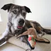 Steel Dog - Ruffian Game Bird Pheasant