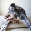 Steel Dog - Ruffian Hoofer Camel