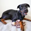 Steel Dog - Ruffian Safari Monkey