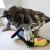 Steel Dog - Ruffian Toucan