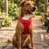American River Choke Free Dog Harness Polka Dot Collection - Red
