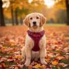 American River Choke Free Dog Harness Polka Dot Collection - Wine