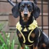 American River Choke Free Dog Harness Polka Dot Collection - Yellow and Black