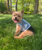 Cool Mesh Dog Harness with Leash - Blue Daisy