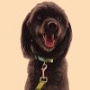 Bohemian Ethnic Dog Collar