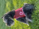 Cool Mesh Dog Harness with Leash - Hawaiian Hibiscus Red