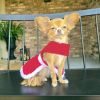 Holiday Dog Harness Dress - Red Velvet Sparkle