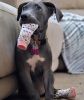 Non-Skid Dog Socks - Pink and White Hearts