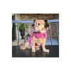 Reversible Fleece Lined Puffer Dog Coat - Pink Plaid