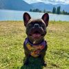 Wrap and Snap Choke Free Dog Harness by Doggie Design - Sunset Hibiscus